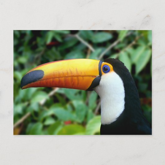 Carte Postale Toucan à bec jaune (Devant)