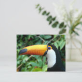 Carte Postale Toucan à bec jaune (Debout devant)