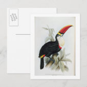 Carte Postale Toucan à bec rouge, de 'Monographie du Rampha (Devant / Derrière)