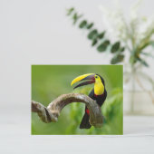 Carte Postale Toucan assis sur la branche dans la forêt (Debout devant)