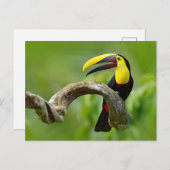 Carte Postale Toucan assis sur la branche dans la forêt (Devant / Derrière)