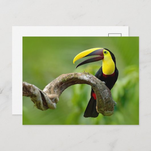 Carte Postale Toucan assis sur la branche dans la forêt (Devant / Derrière)