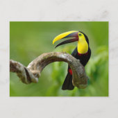 Carte Postale Toucan assis sur la branche dans la forêt (Devant)