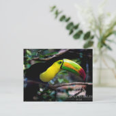 Carte Postale Toucan au Belize (Debout devant)