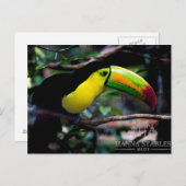 Carte Postale Toucan au Belize (Devant / Derrière)