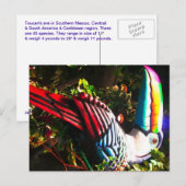 Carte Postale Toucan Postcard (Devant / Derrière)