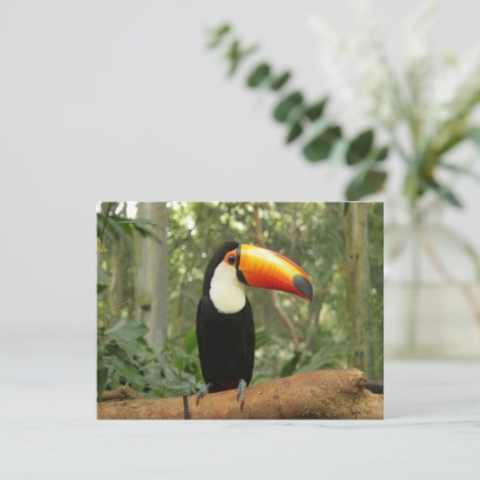 Carte Postale Toucan sur branche d'arbre (Debout devant)