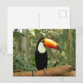 Carte Postale Toucan sur branche d'arbre (Devant / Derrière)