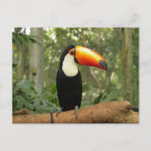 Carte Postale Toucan sur branche d'arbre (Devant)