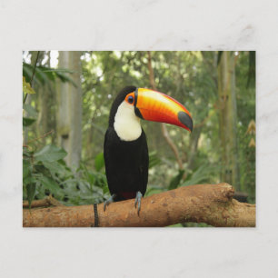 Carte Postale Toucan sur branche d'arbre