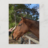 "Touche du genre : se lier avec un Cheval Brown do