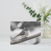 Carte Postale Touffé (Debout devant)