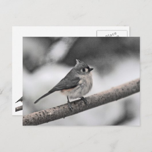 Carte Postale Touffé (Devant / Derrière)