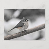 Carte Postale Touffé (Devant)