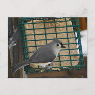 Carte Postale Touffé
