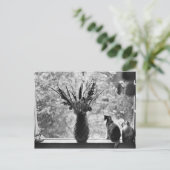 Carte Postale Toujours la vie avec chat (Debout devant)