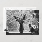 Carte Postale Toujours la vie avec chat (Devant / Derrière)