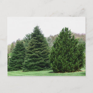Carte Postale Toujours verts