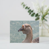 Carte Postale Toulouse Goose (Debout devant)