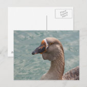 Carte Postale Toulouse Goose (Devant / Derrière)