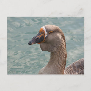 Carte Postale Toulouse Goose
