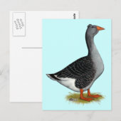 Carte Postale Toulouse Goose Tufted (Devant / Derrière)