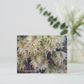 Carte Postale Toundra Moss, île de l'Unalaska (Debout devant)