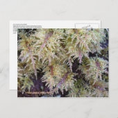 Carte Postale Toundra Moss, île de l'Unalaska (Devant / Derrière)