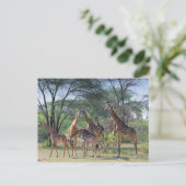 Carte Postale Tour des Girafes (Debout devant)