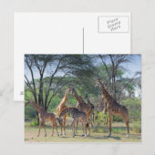 Carte Postale Tour des Girafes (Devant / Derrière)