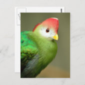 Carte Postale Touraco à crête rouge (Devant / Derrière)