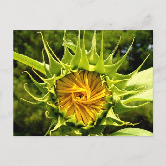Carte Postale Tourbillon de tournesol (Devant)