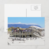 Carte Postale Touristes à Boulders Beach regardant les pingouins (Devant / Derrière)