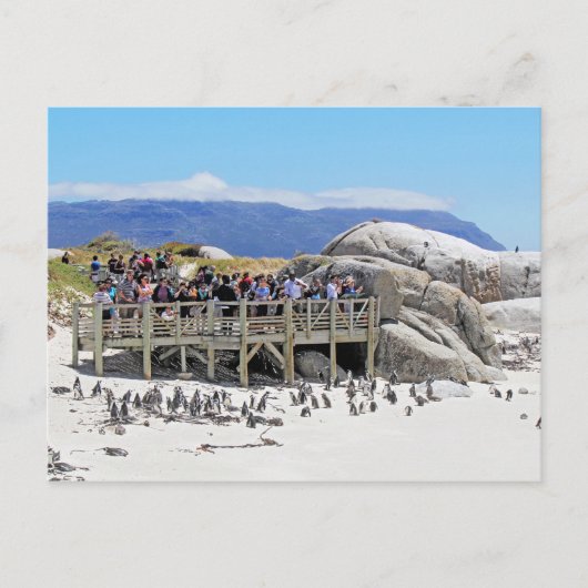 Carte Postale Touristes à Boulders Beach regardant les pingouins (Devant)