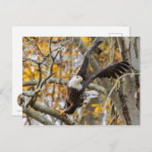 Carte Postale Tourner Et Lancer L'Aigle (Devant / Derrière)