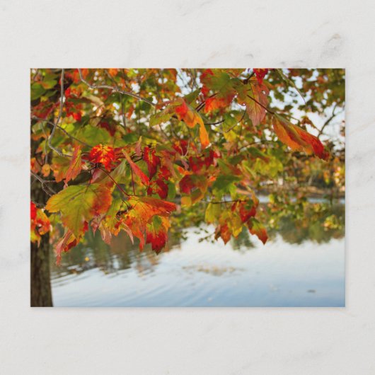 Carte Postale Tourner les Feuilles (Devant)