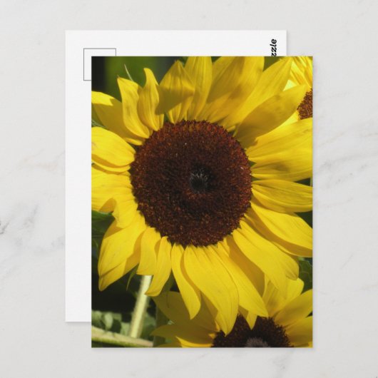 Carte Postale Tournesol (Devant / Derrière)