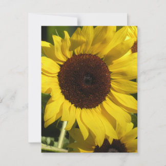 Carte Postale Tournesol