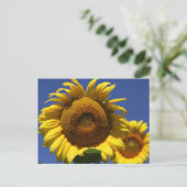 Carte Postale Tournesol (Debout devant)