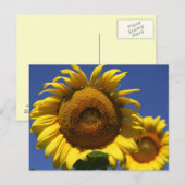Carte Postale Tournesol (Devant / Derrière)