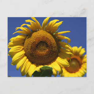Carte Postale Tournesol