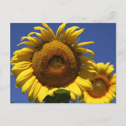 Carte Postale Tournesol (Devant)