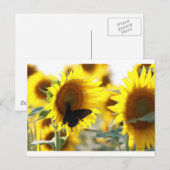 Carte Postale Tournesol (Devant / Derrière)