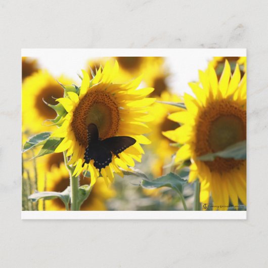Carte Postale Tournesol (Devant)