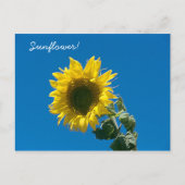 Carte postale - Tournesol ! (Devant)