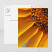 Carte Postale Tournesol (Devant / Derrière)