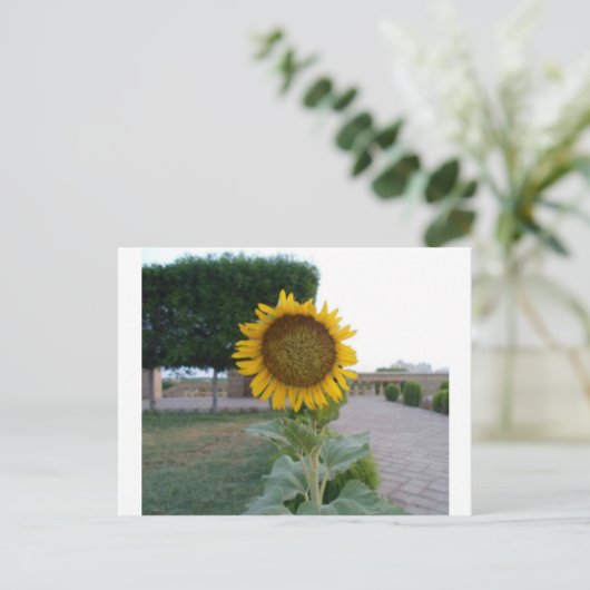 Carte Postale Tournesol (Debout devant)