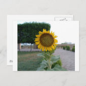 Carte Postale Tournesol (Devant / Derrière)