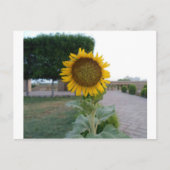 Carte Postale Tournesol (Devant)