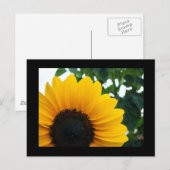 Carte Postale Tournesol (Devant / Derrière)